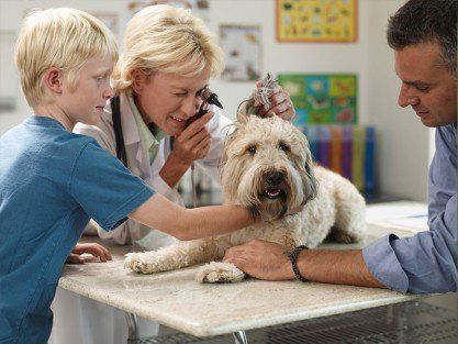 Pet Check up -  Wellness Exams in Topsfield, MA