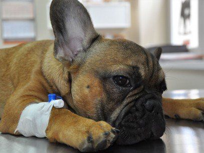 Pet Surgery -  Wellness Exams in Topsfield, MA