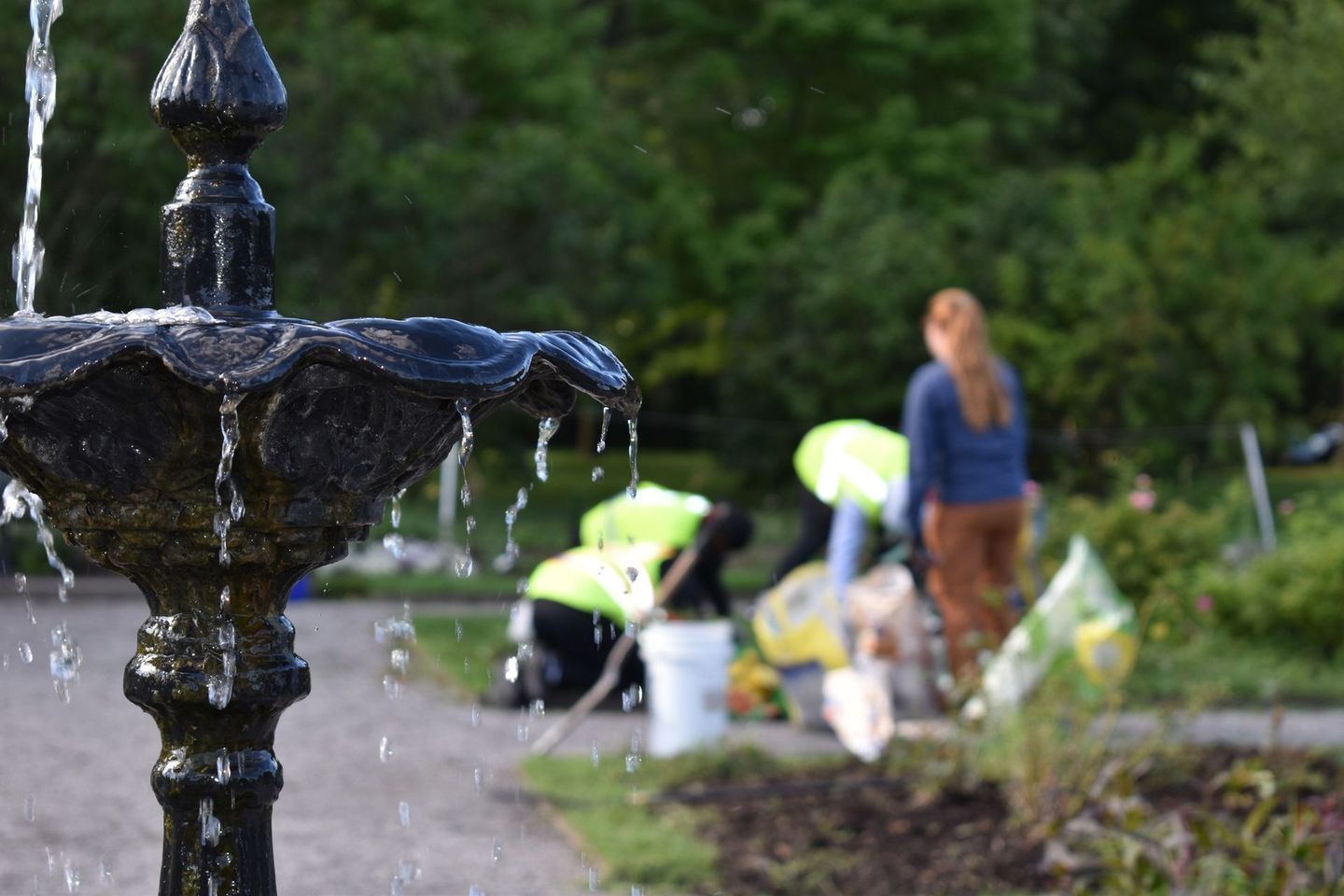 An EJC member walks through the rose garden at Delaware Park. 