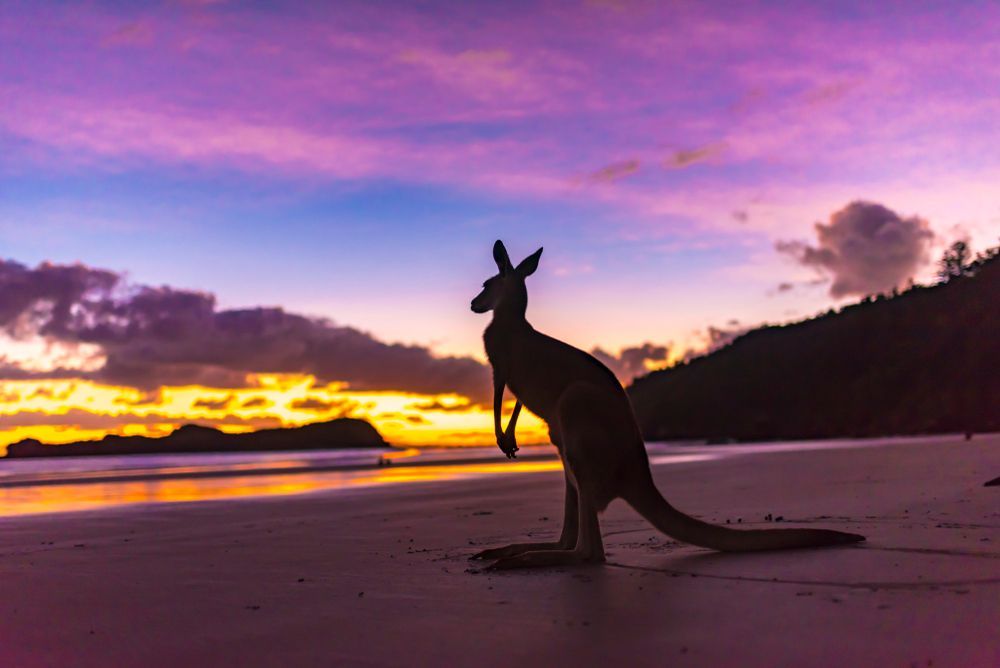 A Kangaroo Is Standing On A Beach At Sunset — Wallers Precision Tooling In Mackay, QLD
