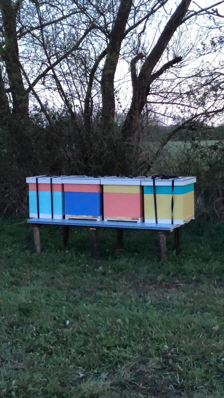 Bijen in de boomgaard, Mientwei, Hemelum, Friesland