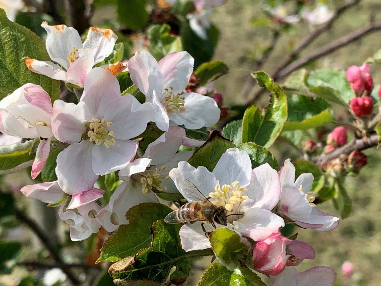 Aprillis Nederlandse Cider