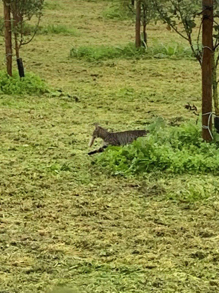 Cider Boomgaard Hemelum, Nederland