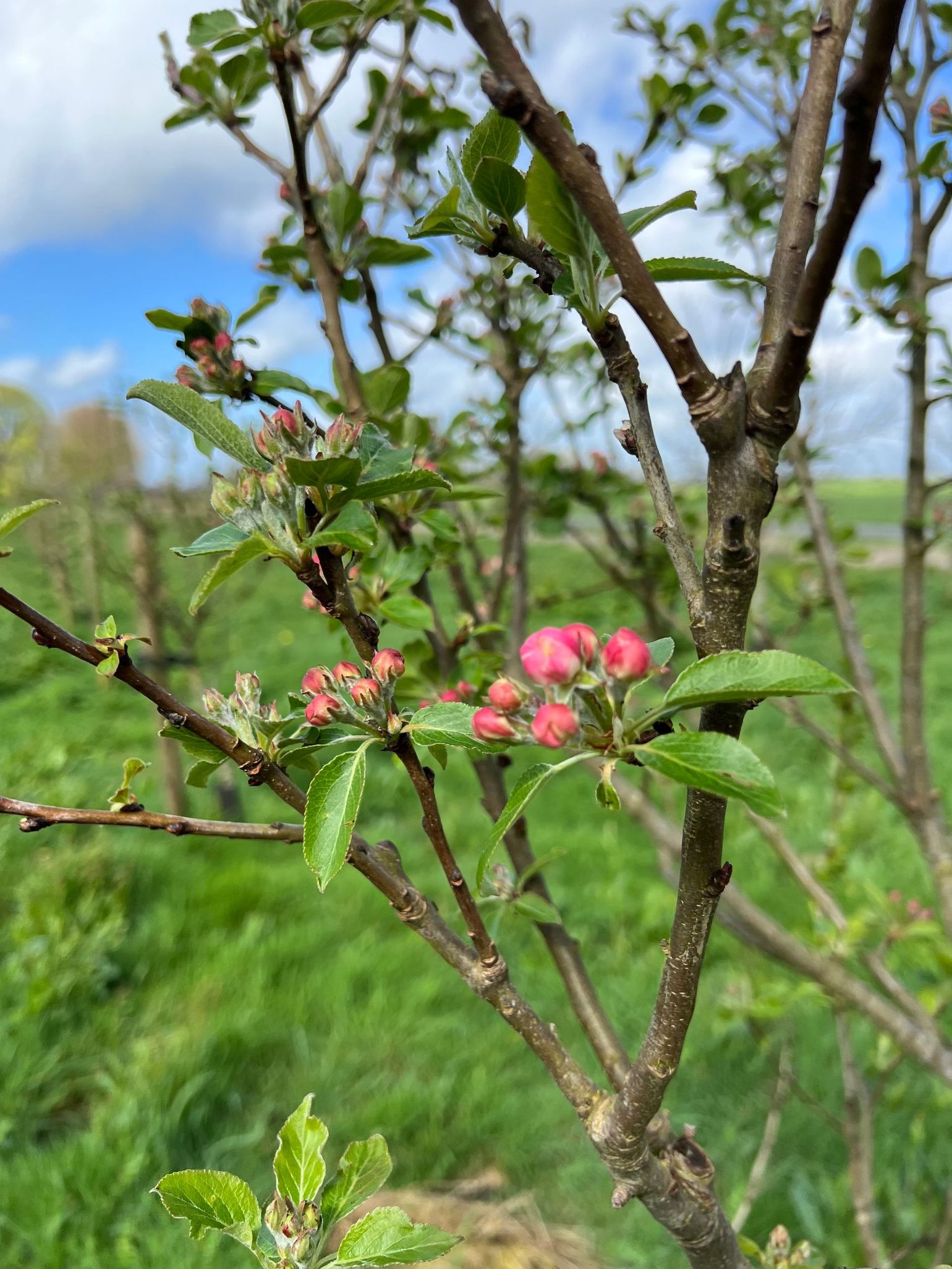 Nederlandse Cider Appelbomen