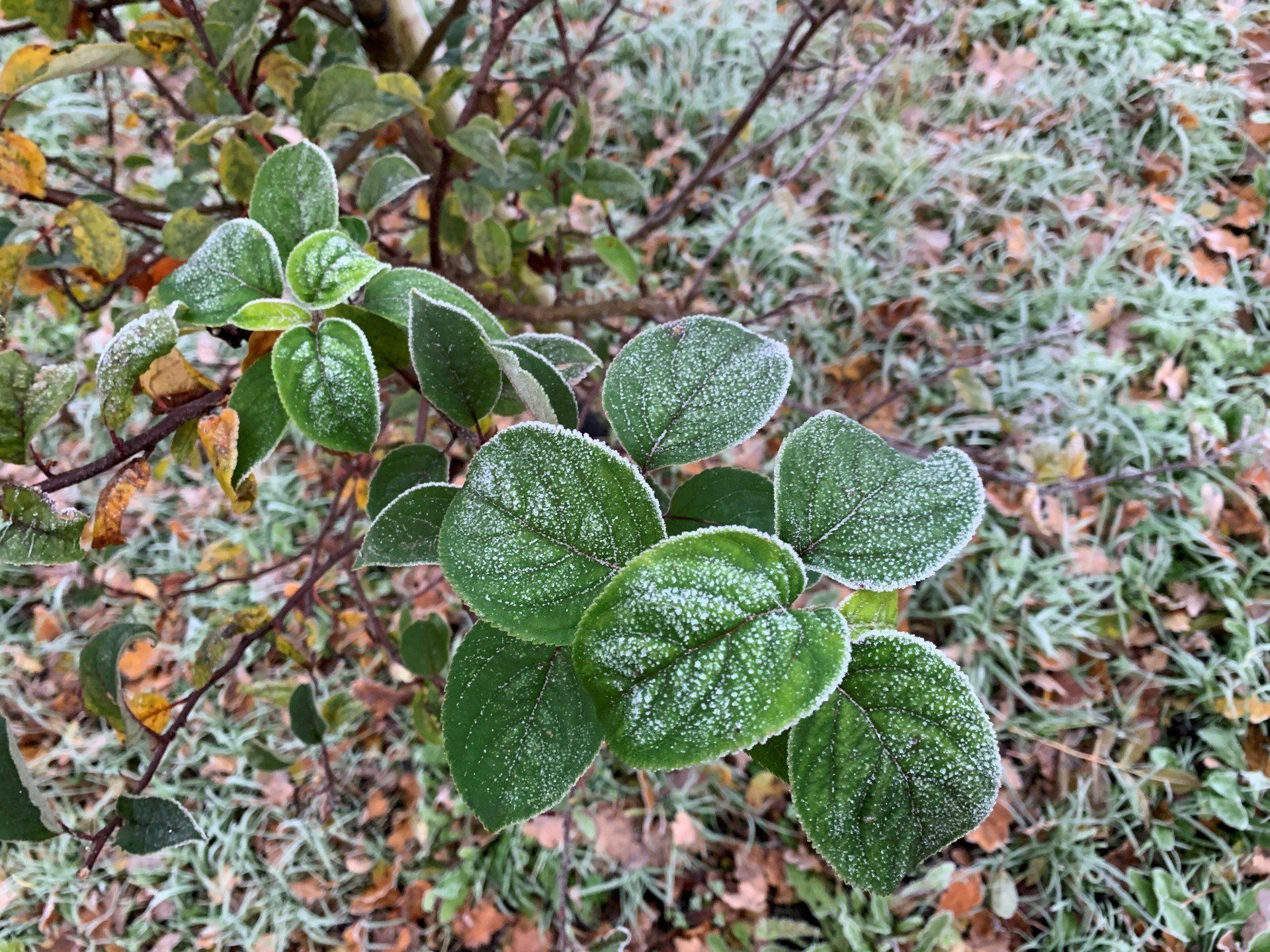 Boomgaard, Hemelum, 8584WX, Mientwei 8