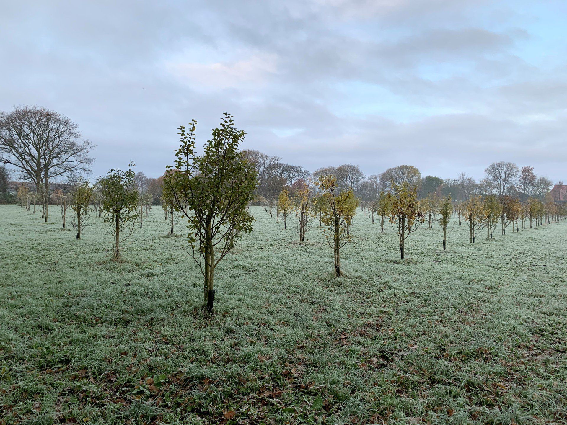 Boomgaard, 8584WX, Nederland