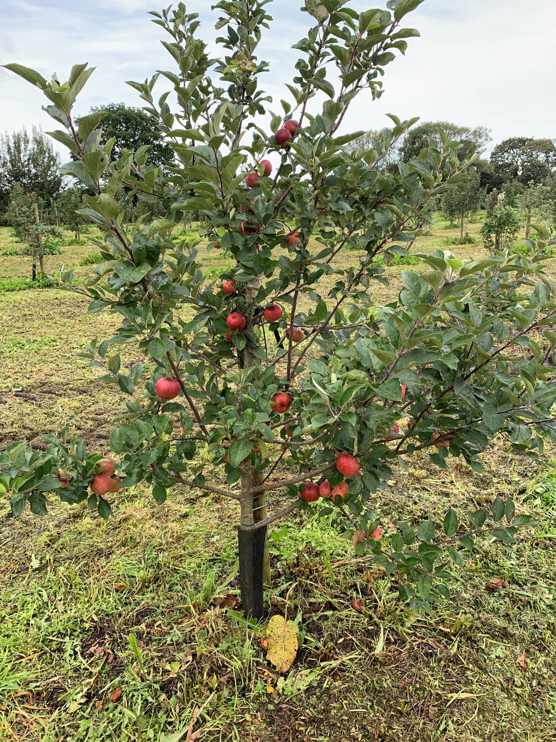 Boomgaard Hemelum, Nederland