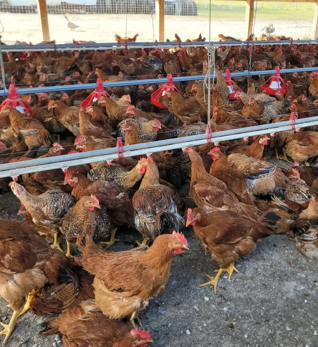 A large group of brown chickens are standing in a chicken coop.