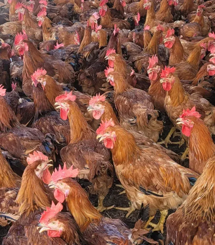A large herd of brown chickens with red crests are standing in a field.