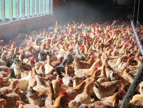 A large group of chickens are standing in a barn.