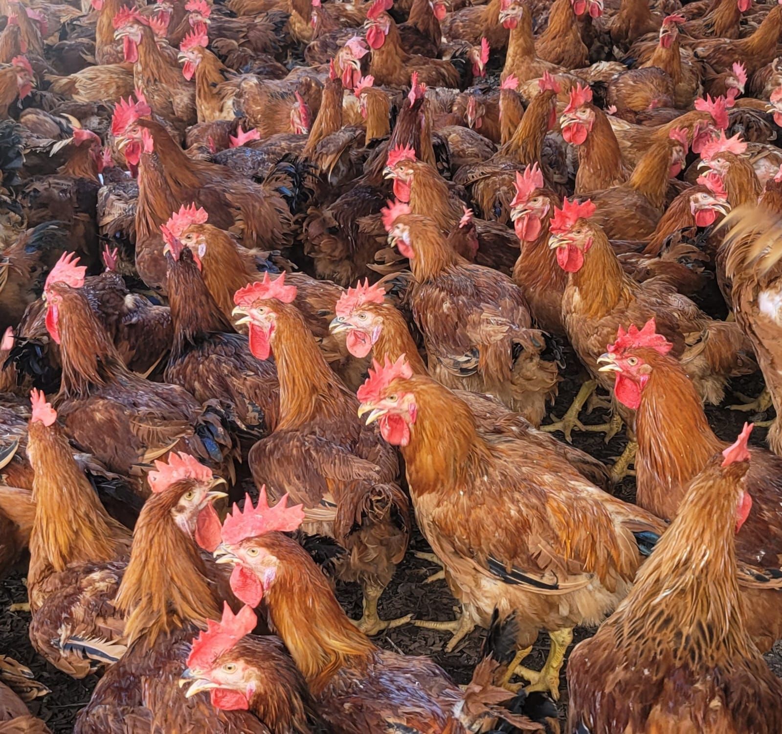 A large herd of brown chickens with red crests are standing in a field.
