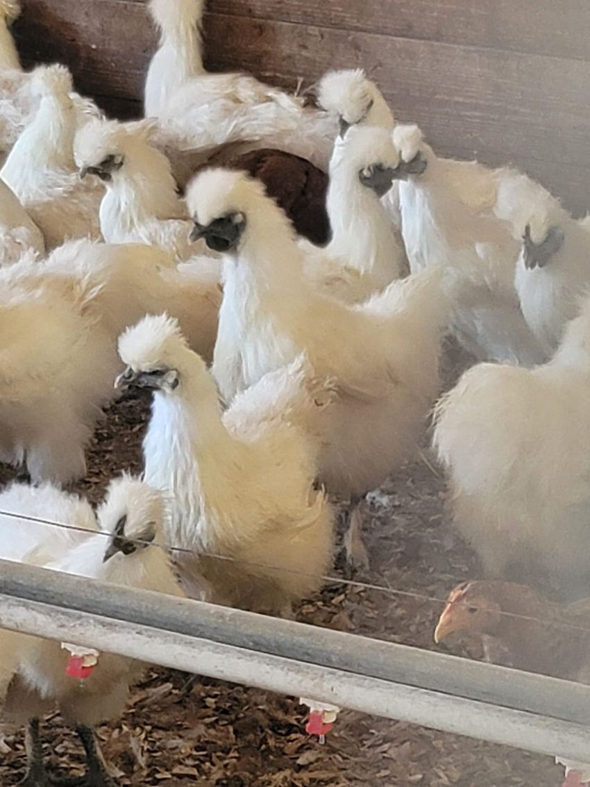A group of white chickens are standing next to each other in a cage.