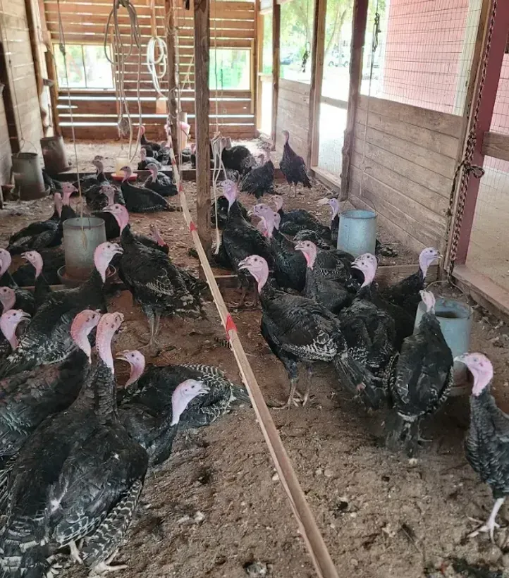A group of pigeons are sitting on a fence in a cage.