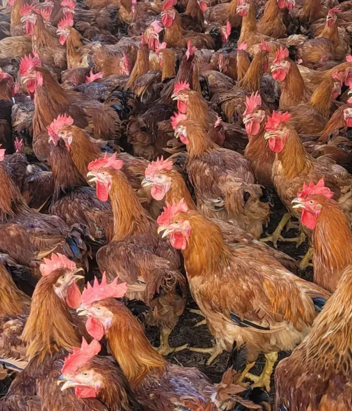 A large herd of brown chickens with red crests are standing in a field.