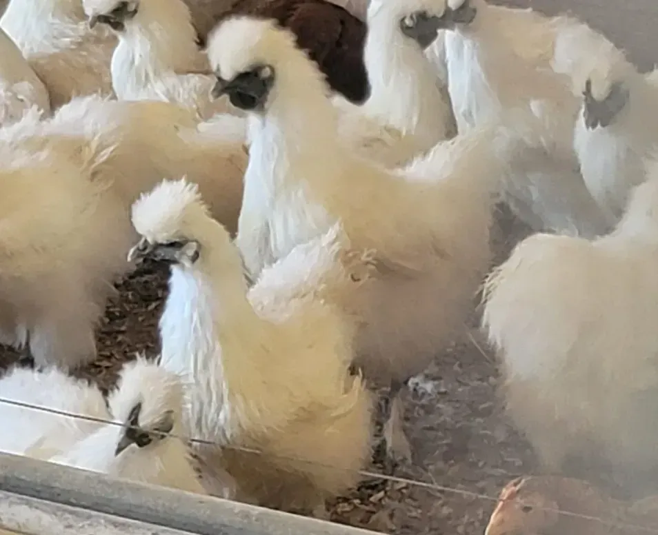 A group of white chickens are standing next to each other in a cage.