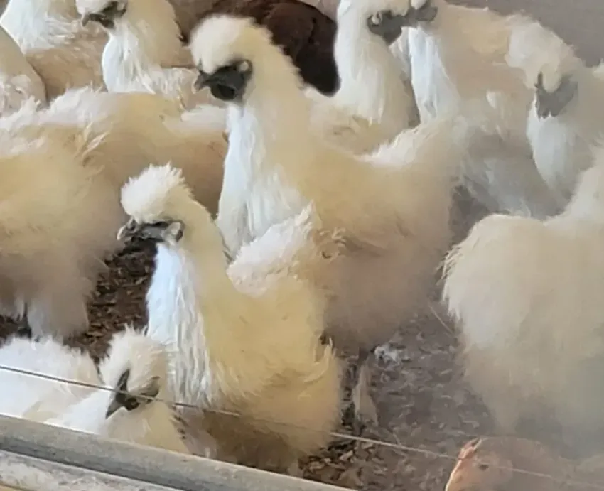 A group of white chickens are standing next to each other in a cage.