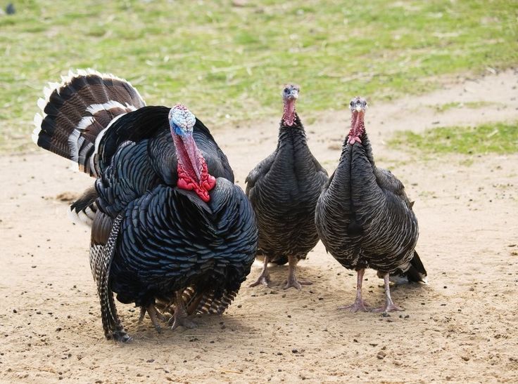 Male turkey with puffed chest and two hens on dirt.