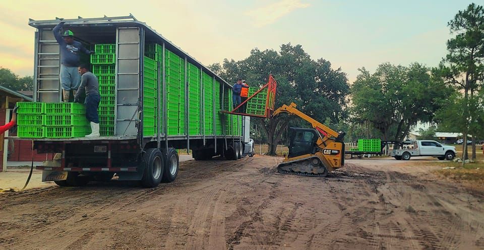 A truck is being loaded with green crates in a dirt field.