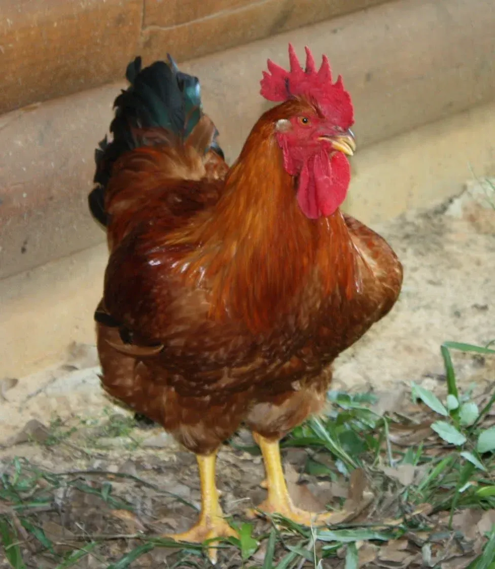 Brown rooster with red comb and wattle, standing on dirt and grass.
