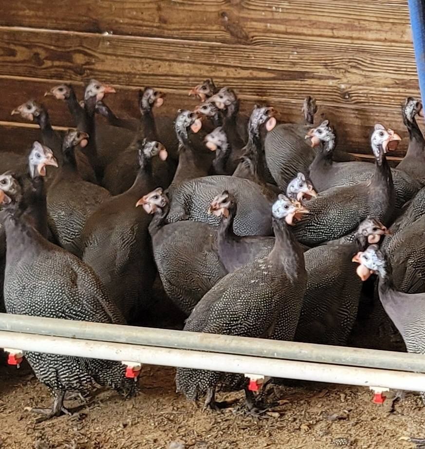 A bunch of chickens are standing in a cage