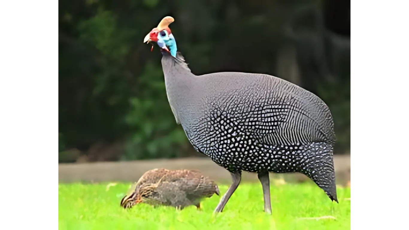 A guinea fowl with blue face and small chick foraging on green grass.
