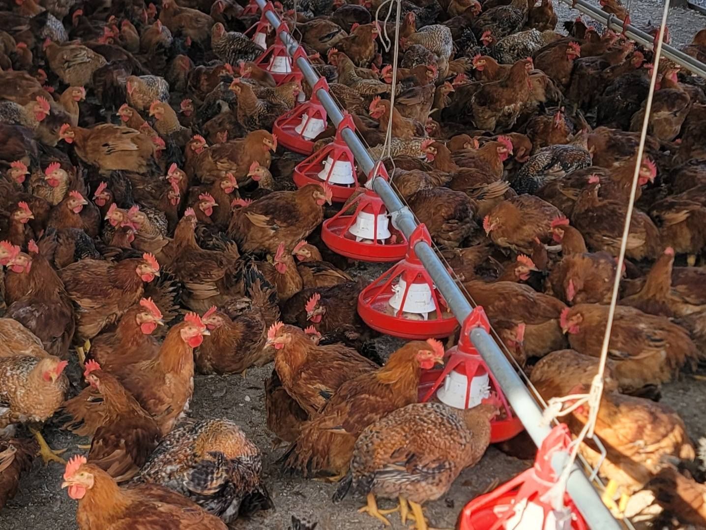 A bunch of chickens are standing around a row of feeders