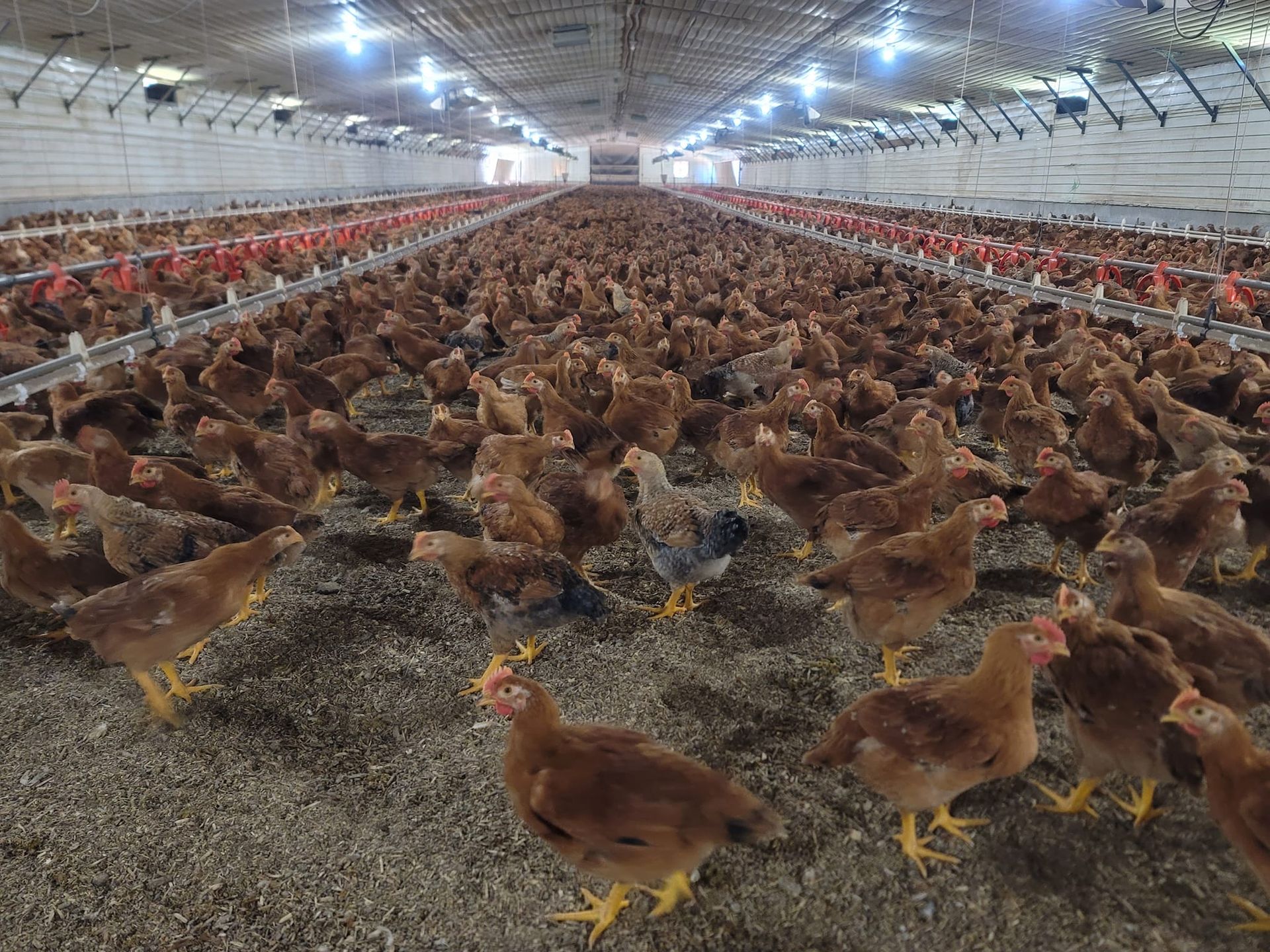 A large flock of chickens are walking in a chicken coop.
