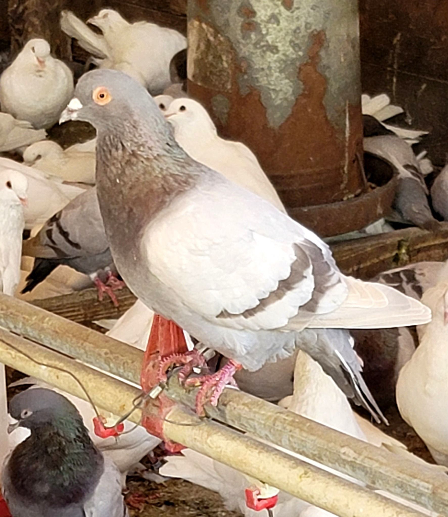 A group of pigeons are sitting on a fence in a cage.
