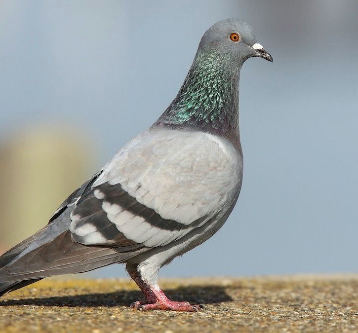 A gray pigeon with iridescent neck feathers stands on a wall against a blurred sky.