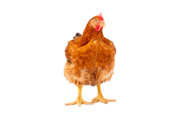 Brown hen standing, looking up, isolated on white.