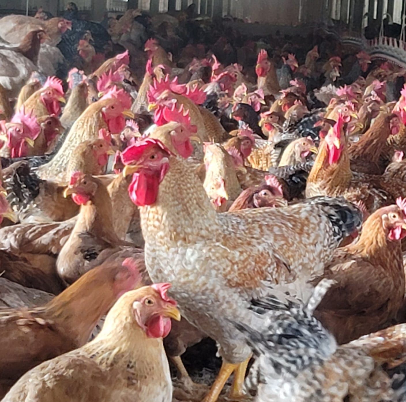 A large flock of chickens are standing together