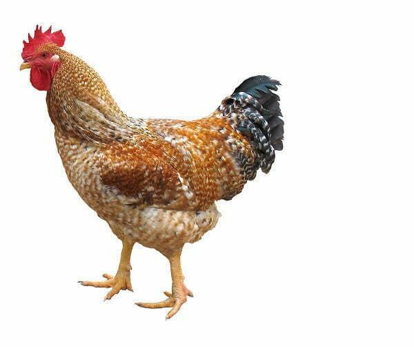 Rooster with brown and orange feathers, red comb, and black tail, standing on a white background.