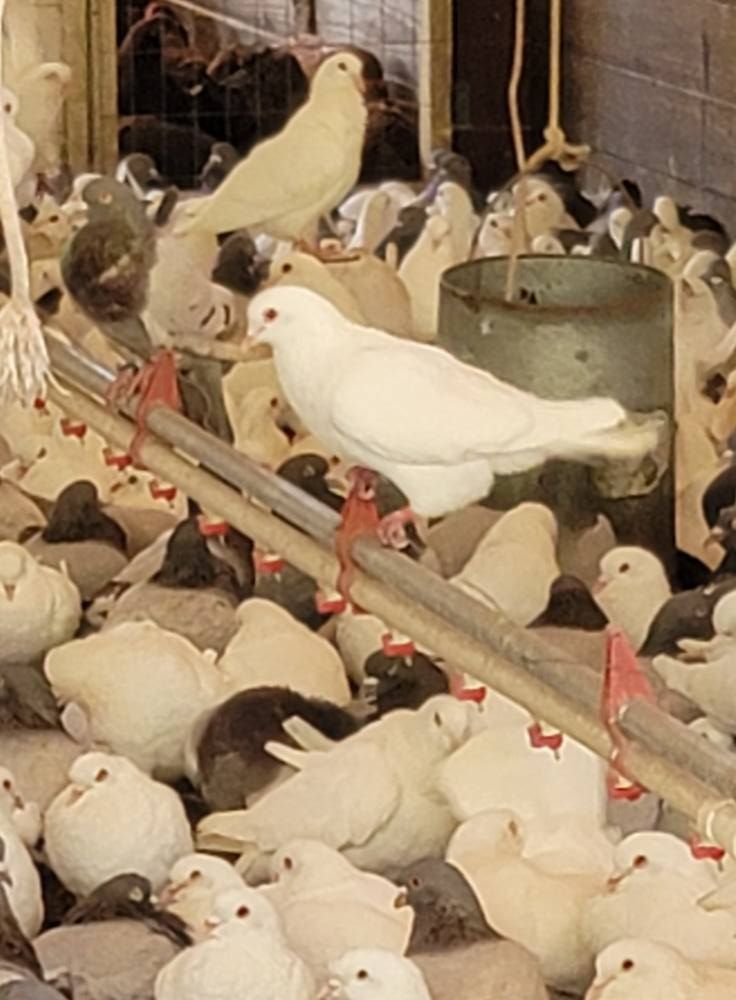 A white pigeon is standing in a flock of pigeons