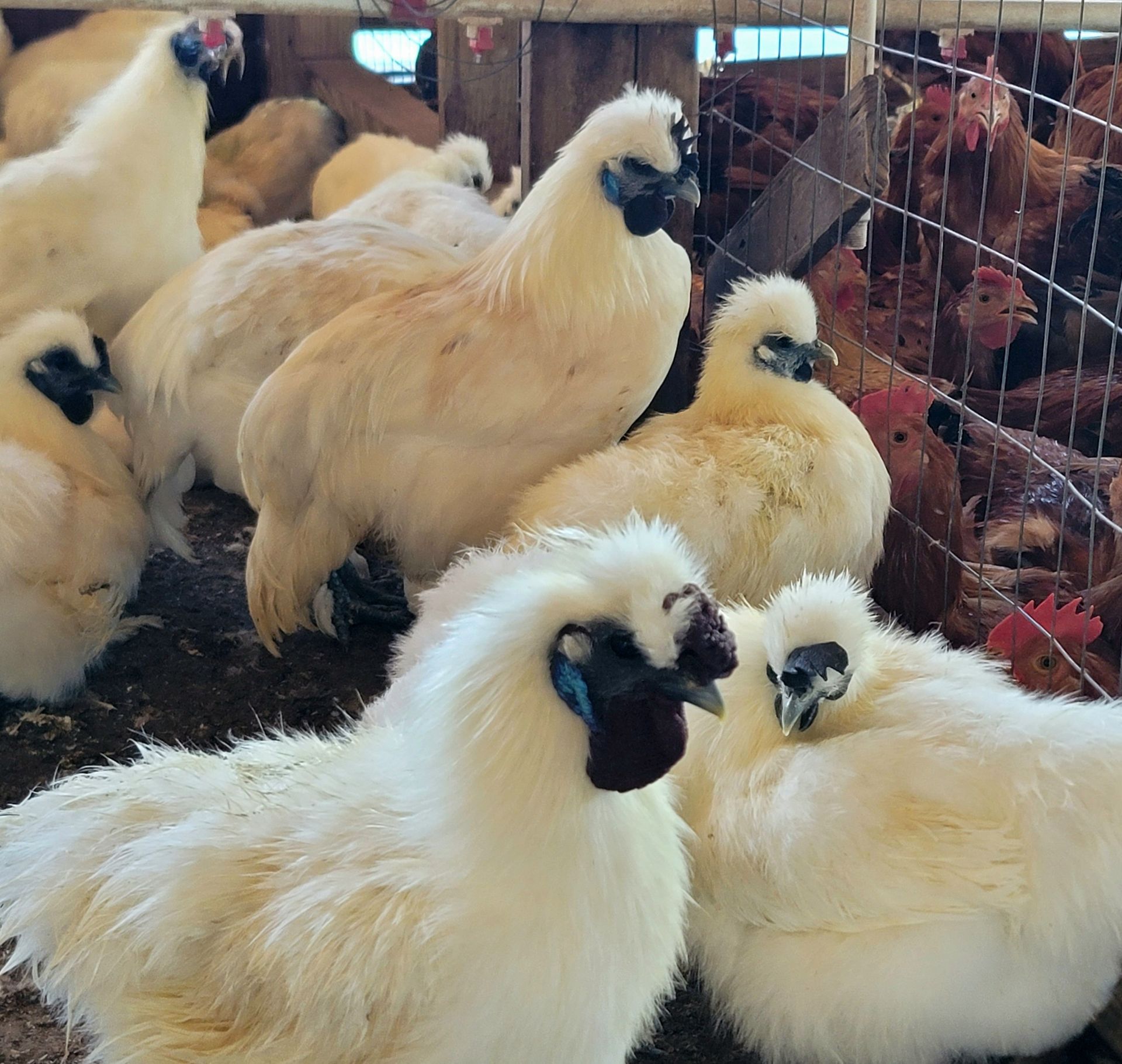 A group of white chickens are standing in a cage
