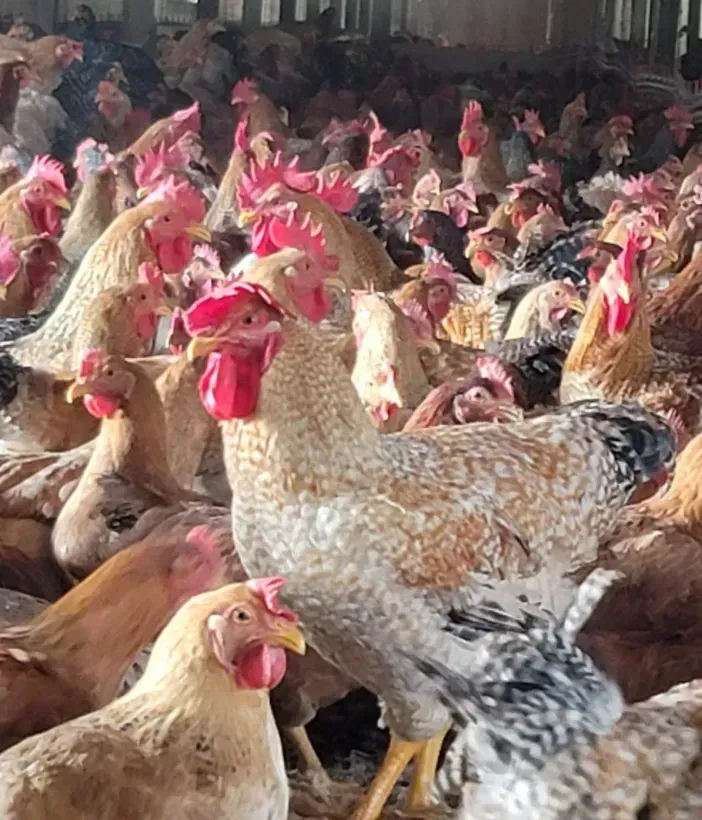 A large flock of chickens are standing together