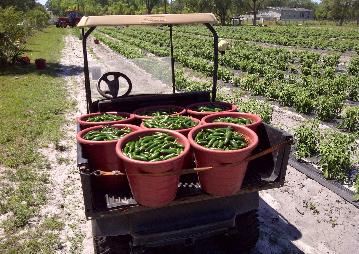 A golf cart filled with potted green beans in a field