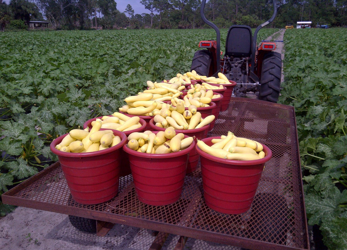 A cart filled with buckets of corn and a tractor in the background