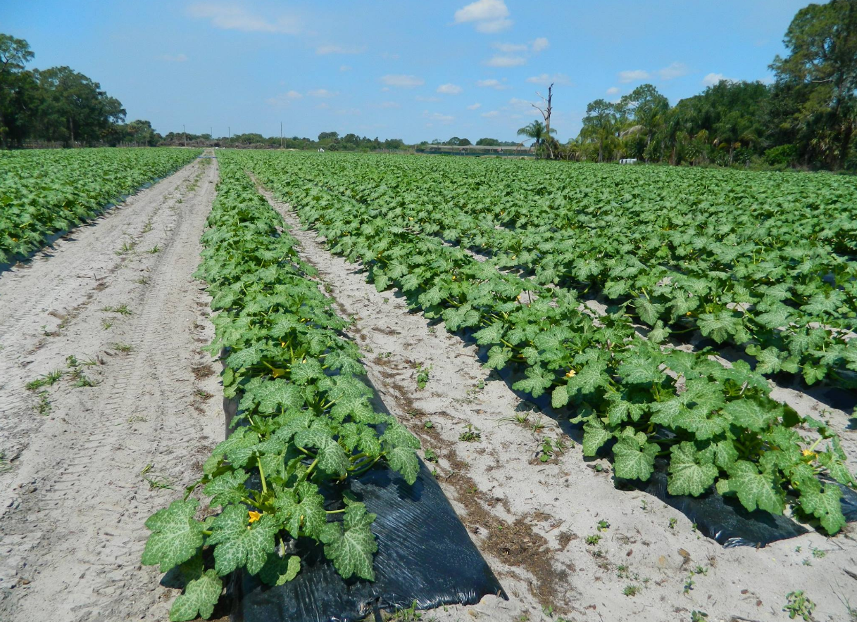 Rows of green plants growing in a dirt field