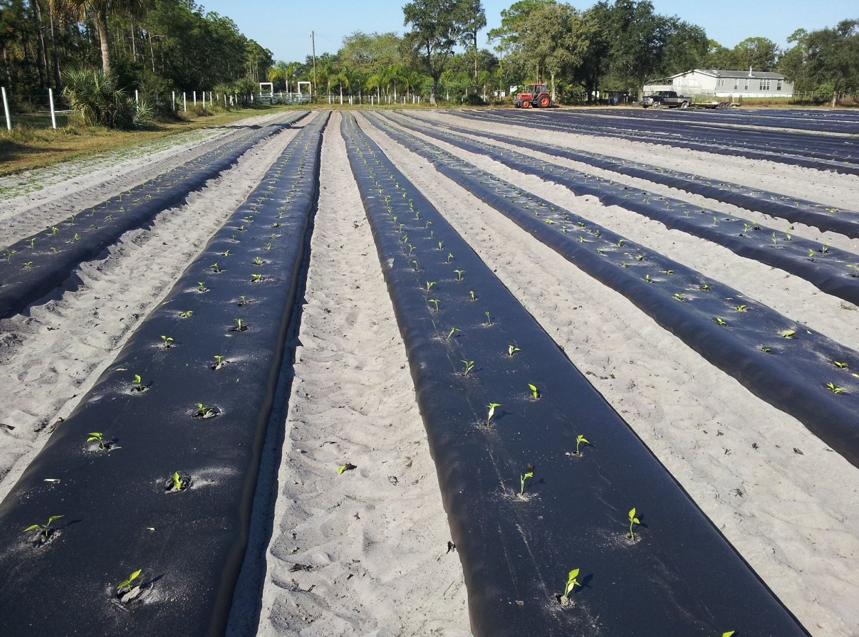 Rows of black plastic covering a dirt field