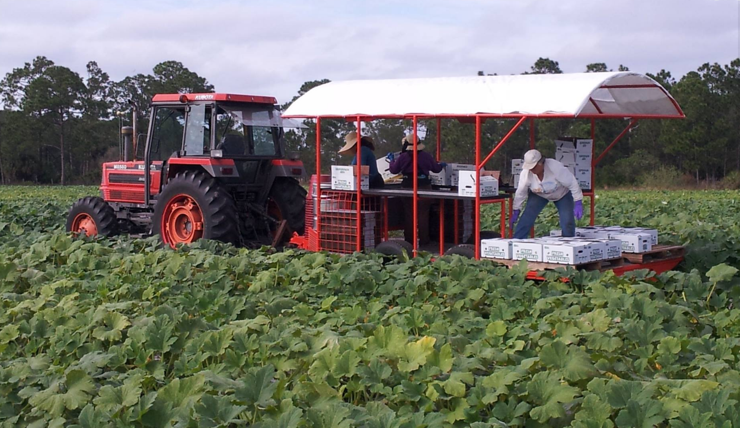 A red tractor is driving through a field of green plants.