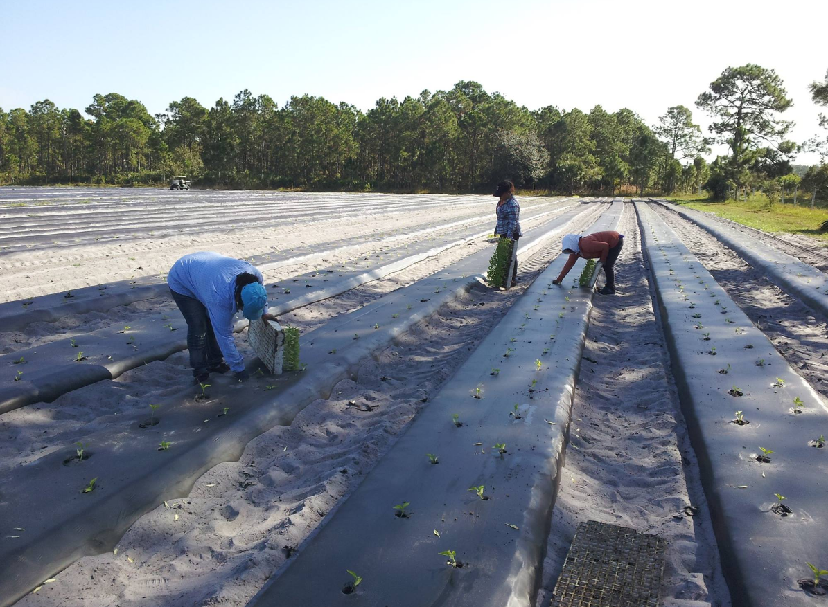 A group of people are working in a field