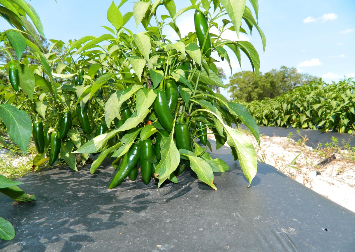 A bunch of green peppers are growing on a plant