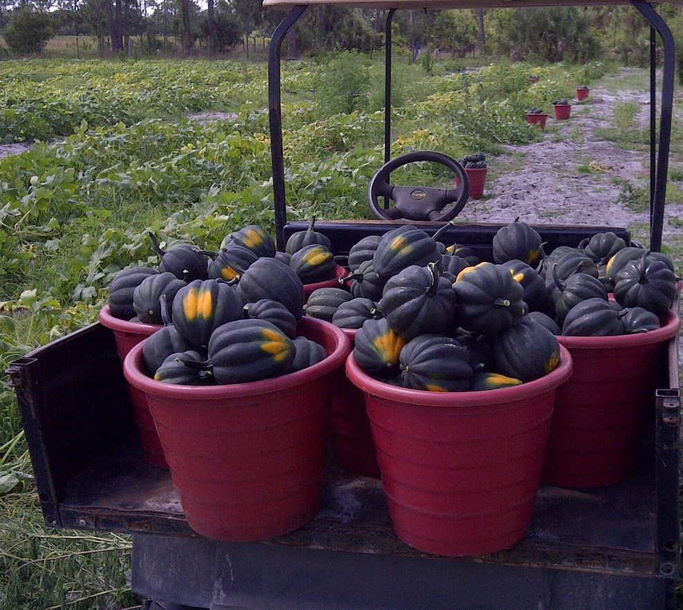 Red buckets filled with green and yellow pumpkins in a field