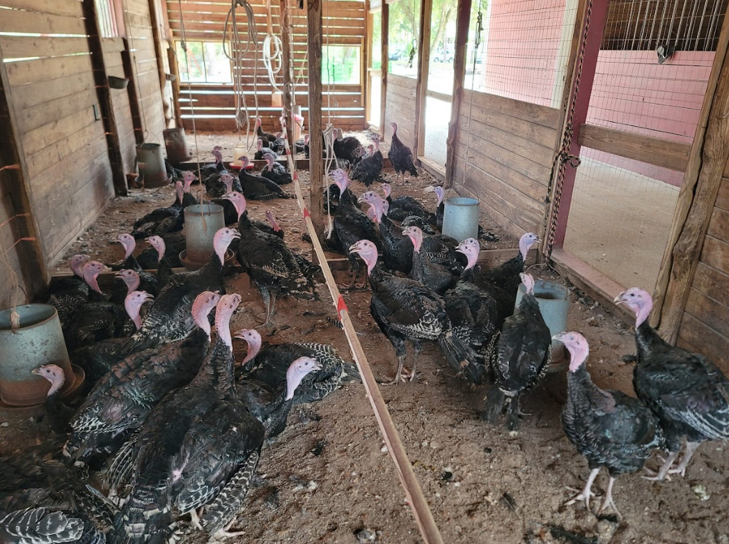 A group of pigeons are sitting on a fence in a cage.