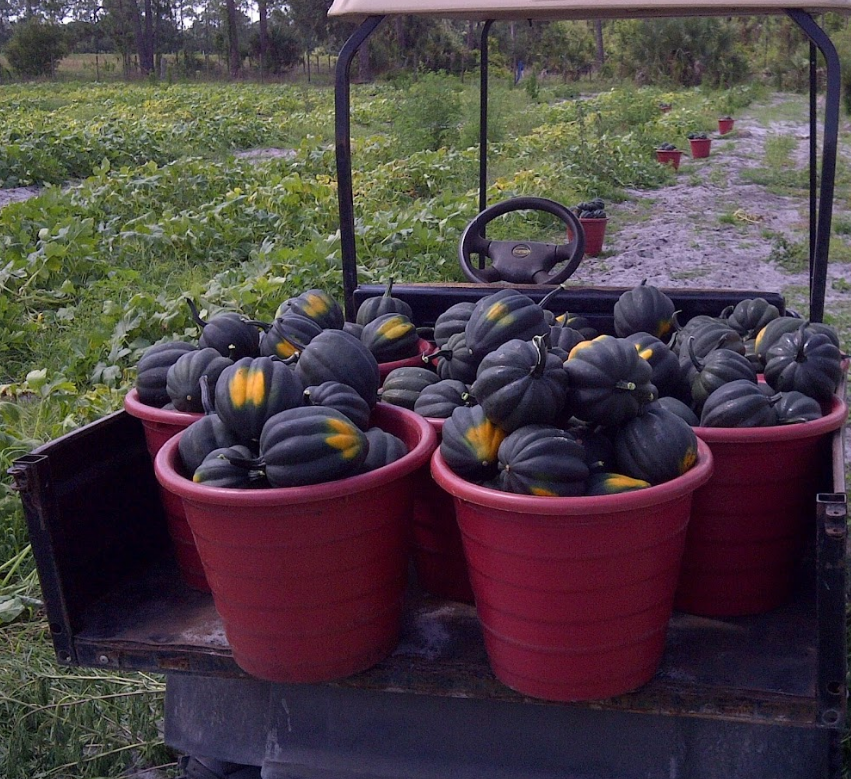 A golf cart full of pumpkins in red buckets