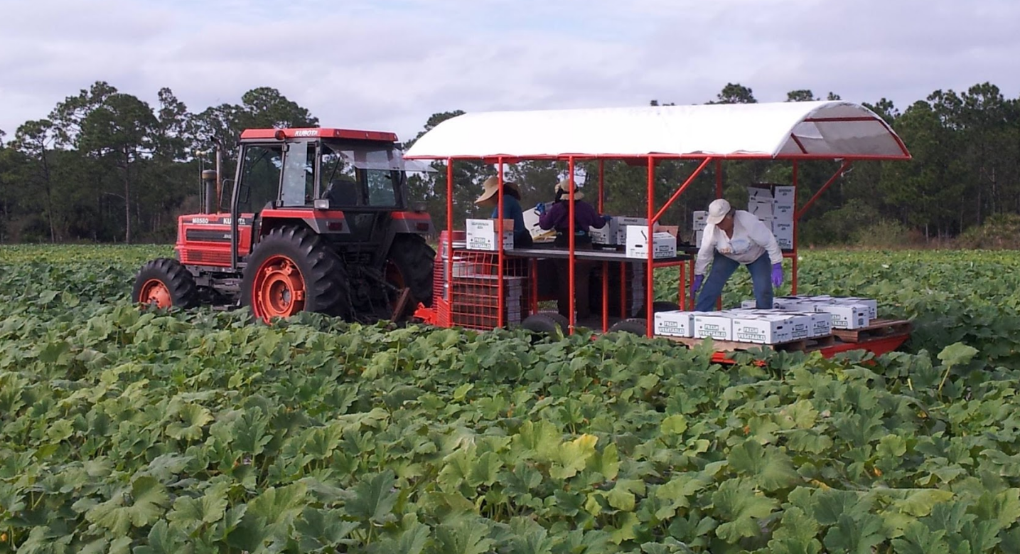 A red tractor is driving through a field of green plants.