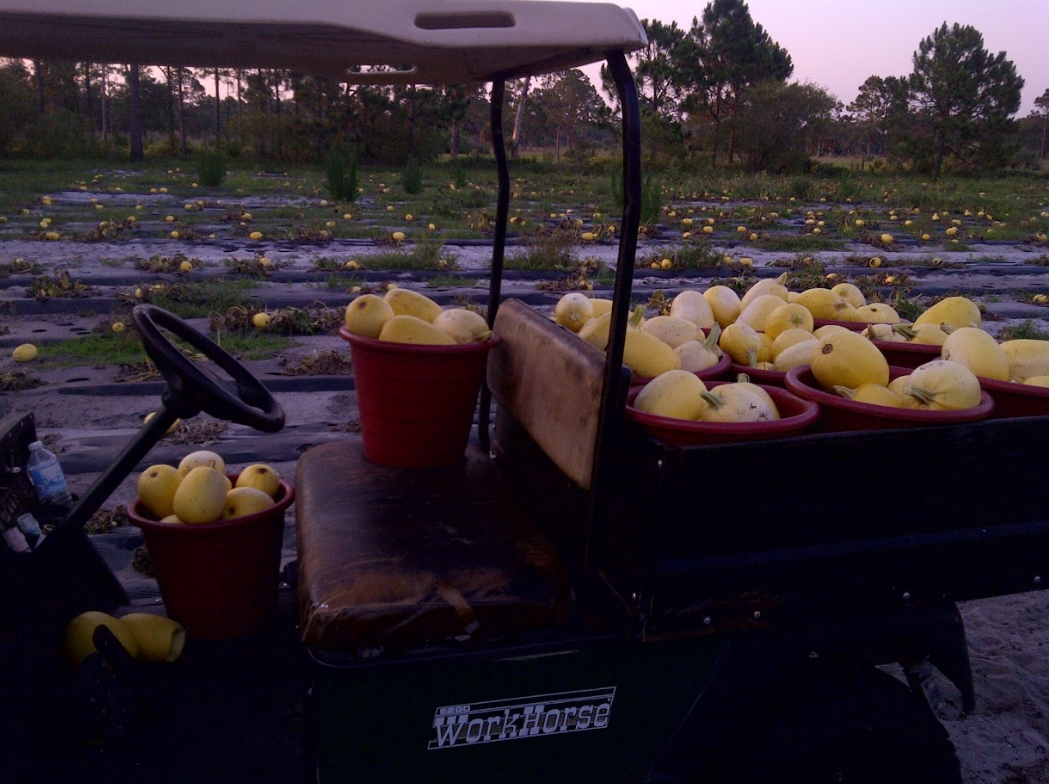 A golf cart filled with buckets of yellow apples