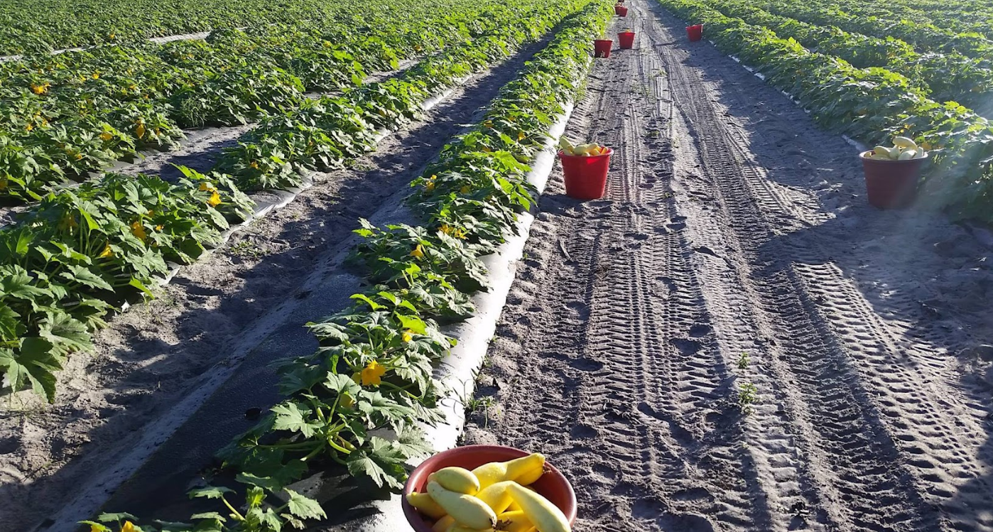 A person is holding a bowl of zucchini in a field.