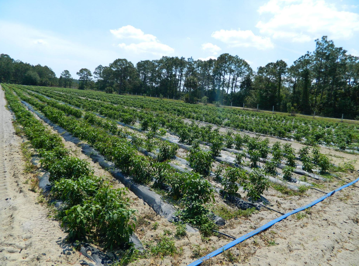 A golf cart filled with potted green beans in a field