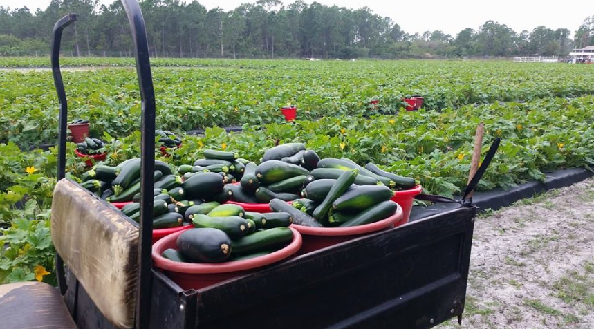 Rows of green plants growing in a dirt field